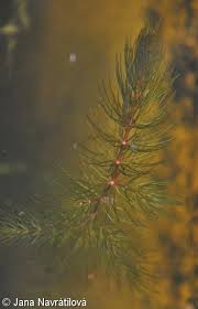 Attēlu rezultāti vaicājumam “Ceratophyllum submersum leaf”