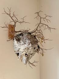 Attēlu rezultāti vaicājumam “nest”