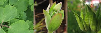 Attēlu rezultāti vaicājumam “Aquilegia vulgaris bud”