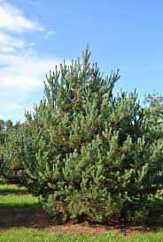 Attēlu rezultāti vaicājumam “Pinus sylvestris var. turfosa”