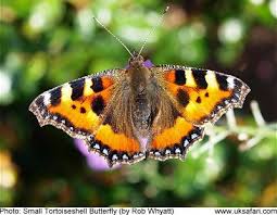 Image result for Small Tortoiseshell