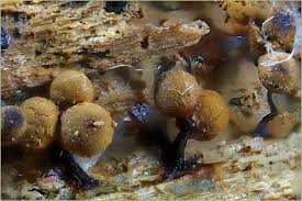 Attēlu rezultāti vaicājumam “Cribraria rufa macro”