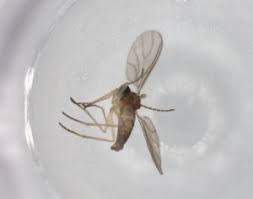 Attēlu rezultāti vaicājumam “Sciaridae”