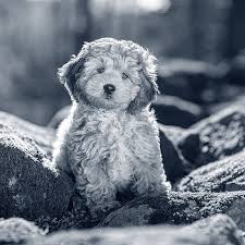 Afbeeldingsresultaat voor honden