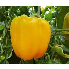Afbeeldingsresultaat voor baby yellow sweet pepper