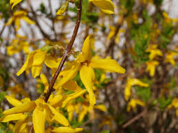 Attēlu rezultāti vaicājumam “Forsythia intermedia flower”