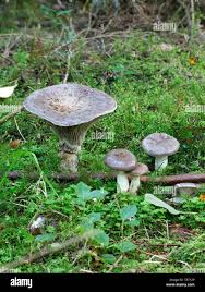 Attēlu rezultāti vaicājumam “Gomphidius glutinosus”