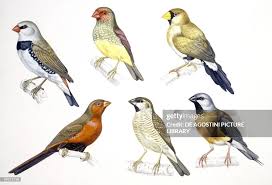 Attēlu rezultāti vaicājumam “Passeriformes”