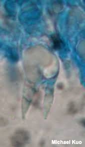 Attēlu rezultāti vaicājumam “Tremellodendropsis tuberosa”