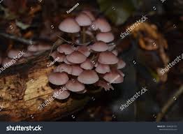 Attēlu rezultāti vaicājumam “Mycena purpureofusca”