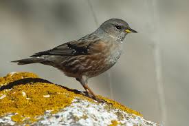 Image result for Prunella collaris