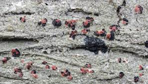 Attēlu rezultāti vaicājumam “Mycoblastus sanguinarius”