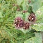 Attēlu rezultāti vaicājumam “Arctium nemorosum”