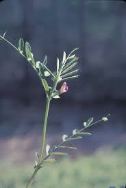 Attēlu rezultāti vaicājumam “Vicia sativa”