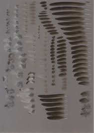 Attēlu rezultāti vaicājumam “Delichon urbicum adult”