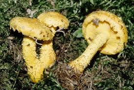 Attēlu rezultāti vaicājumam “Pholiota flammans”