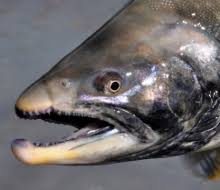 Image result for Salvelinus faroensis