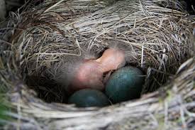 Attēlu rezultāti vaicājumam “Turdus merula eggs”