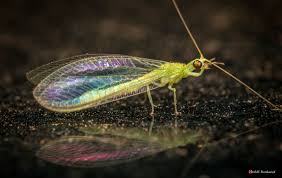 Attēlu rezultāti vaicājumam “Chrysopidae”