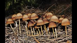 Attēlu rezultāti vaicājumam “Psathyrella sp.”