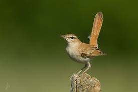 Image result for Cercotrichas galactotes