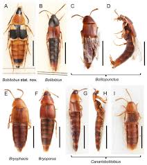 Attēlu rezultāti vaicājumam “Tachyporus sp.”