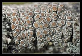 Attēlu rezultāti vaicājumam “Lecanora chlarotera”