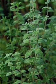 Image result for Majoran