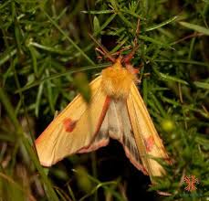 Attēlu rezultāti vaicājumam “Diacrisia sannio”