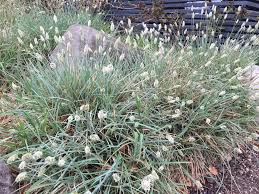 Attēlu rezultāti vaicājumam “Sesleria caerulea bud”