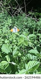Attēlu rezultāti vaicājumam “Anthocharis cardamines male”