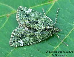 Attēlu rezultāti vaicājumam “Chloroclysta siterata”