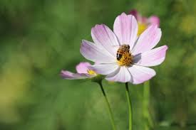 Image result for Schmuckkörbchen