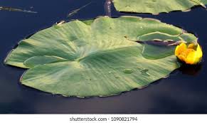 Attēlu rezultāti vaicājumam “Nuphar lutea leaf”