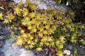 Attēlu rezultāti vaicājumam “Encalypta streptocarpa”