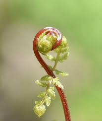 Attēlu rezultāti vaicājumam “Bryum funkii macro”