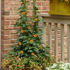 Image result for Thunbergia alata