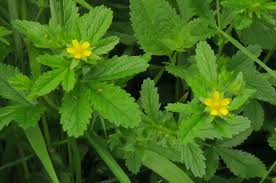 Attēlu rezultāti vaicājumam “Potentilla norvegica flower”