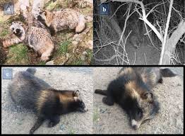 Attēlu rezultāti vaicājumam “Nyctereutes procyonoides”