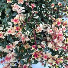 Attēlu rezultāti vaicājumam “Thymus pulegioides fruit”