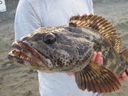 Image result for Ophiodon elongatus