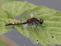 Attēlu rezultāti vaicājumam “Leucorrhinia pectoralis”