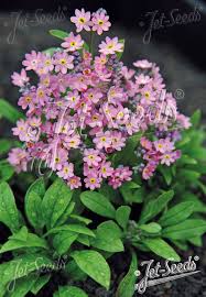 Attēlu rezultāti vaicājumam “Myosotis stricta fruit”