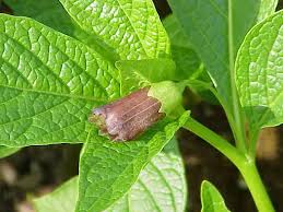 Attēlu rezultāti vaicājumam “Scopolia carniolica flower”