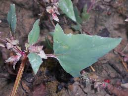 Attēlu rezultāti vaicājumam “Atriplex calotheca leaf”