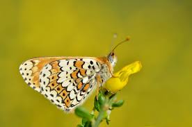 Attēlu rezultāti vaicājumam “Melitaea cinxia underside”