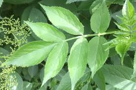Attēlu rezultāti vaicājumam “Sambucus nigra leaf”
