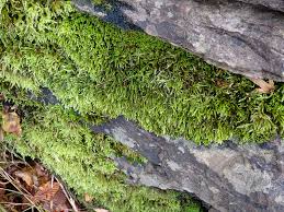 Attēlu rezultāti vaicājumam “Cirriphyllum piliferum”