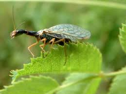 Attēlu rezultāti vaicājumam “Raphidioptera”