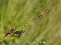 Attēlu rezultāti vaicājumam “Carex lasiocarpa male flower”